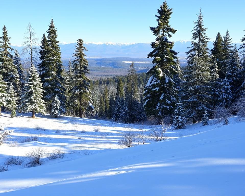 Winterwanderungen: Die schönsten Schneerouten