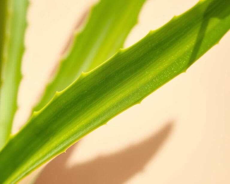 Kann Aloe Vera auch gegen Sonnenbrand helfen?