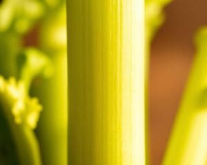Wie gesund ist Sellerie