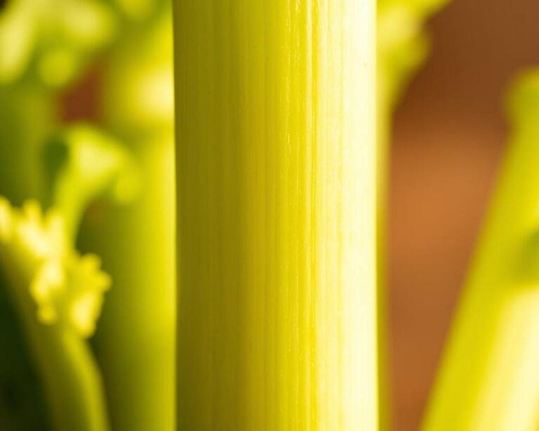 Wie gesund ist Sellerie