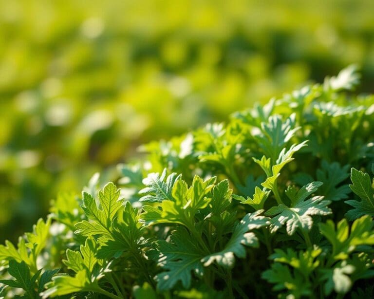 Wie gesund ist Rucola?