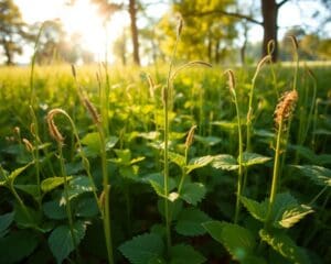 Wie gesund sind Brennnesseln?