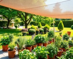 Wie schuetzt du Pflanzen vor sommerlicher Hitze?