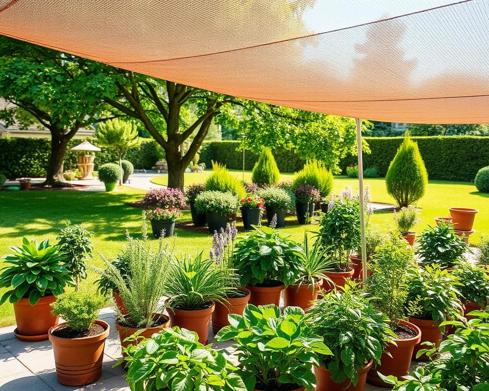 Wie schuetzt du Pflanzen vor sommerlicher Hitze?